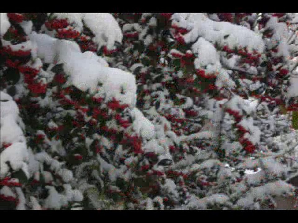 Mon jardin d'hiver - La Rochelle sous la neige.