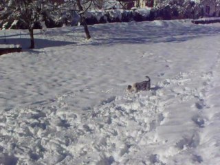 Neige du 2  décembre 2010 019