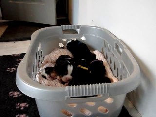 bb Eylandt x Copyright 12 jours