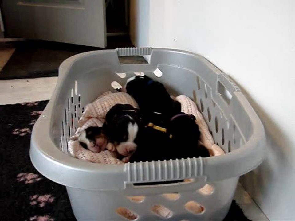 bb Eylandt x Copyright 12 jours