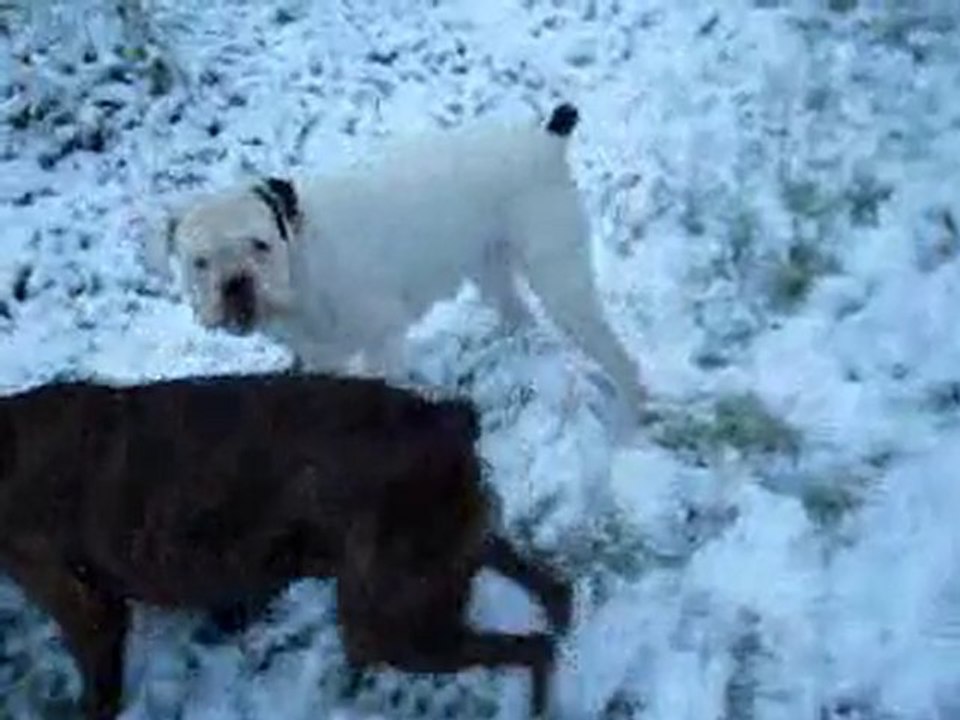 Neige 2010