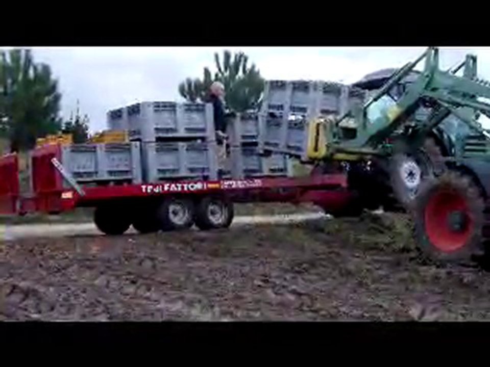 Cueillette des olives en Toscane