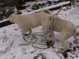 Moins blanc que blanc