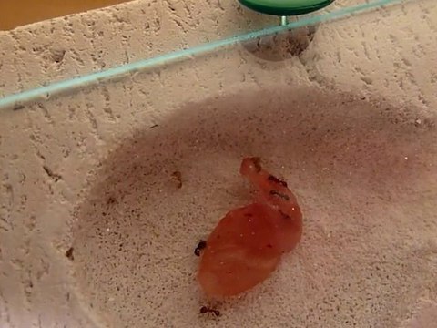 photos fourmis fin novembre 018