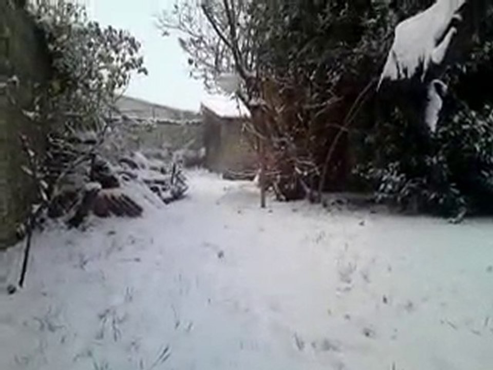 Lucky dans la neige du jardin