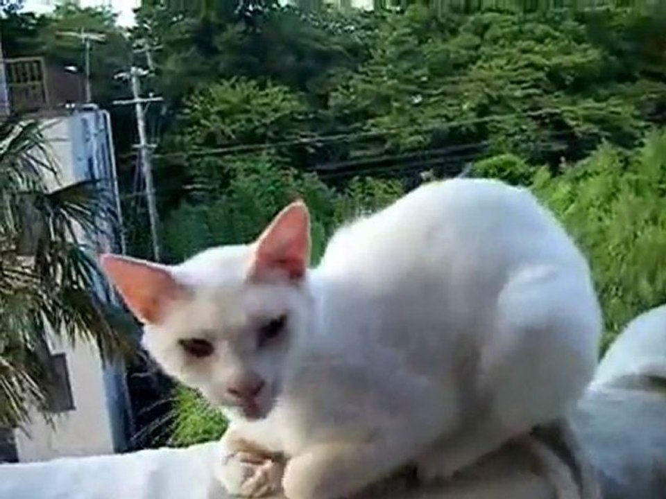 Cute Cats