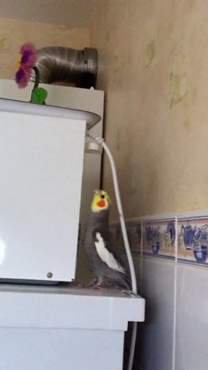 Hope se voit en Roméo