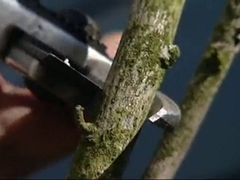 Tailler un hibiscus de jardin - Colour Your Life