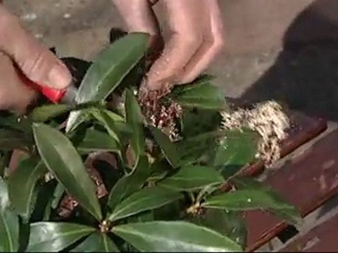 Tailler une skimmia japonica - Colour Your Life