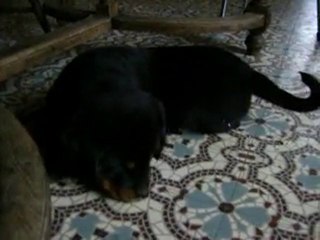 bella notre rottweiler et angel notre samoyède