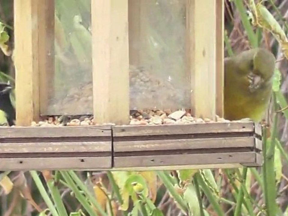 oiseaux_de_nos_jardins_2010
