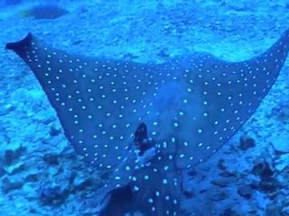 Plongées sur l'île de Cocos, au Costa Rica