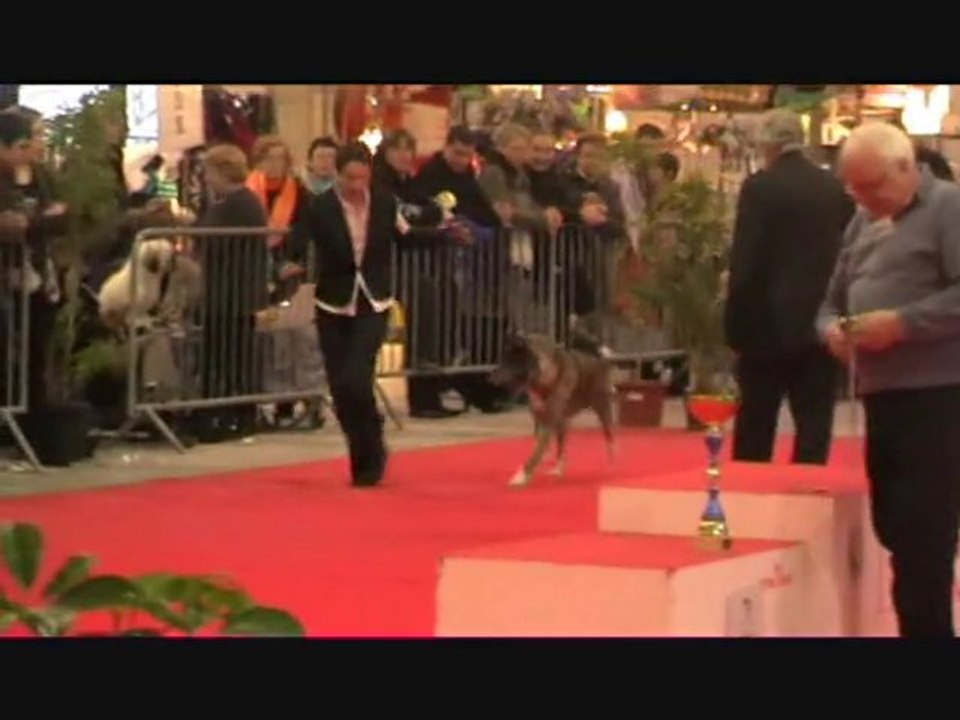 vidéo laval 28.11.2010 RING