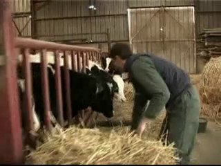 Deoditoo Un Eleveur Bovin