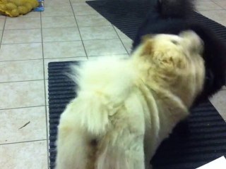 Black et Bella joue ensemble!!!!