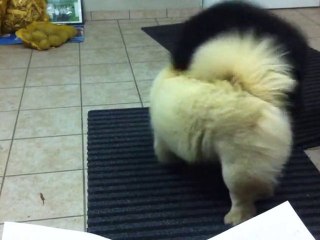 Black et Bella joue ensemble 2!!!!