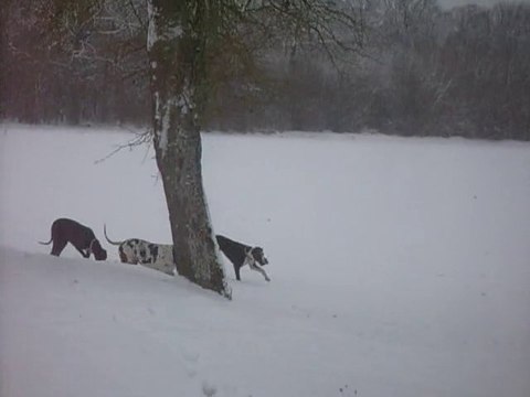 Nos Dogues Allemand elevage des Joyaux d'Allythelia