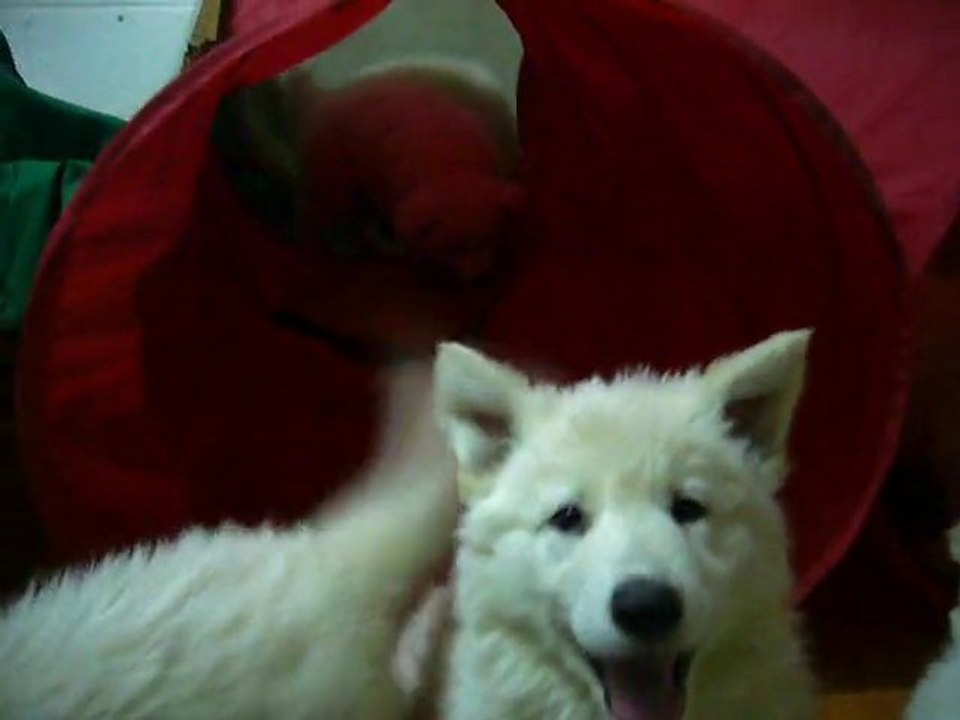 16 bébés dans le jeu