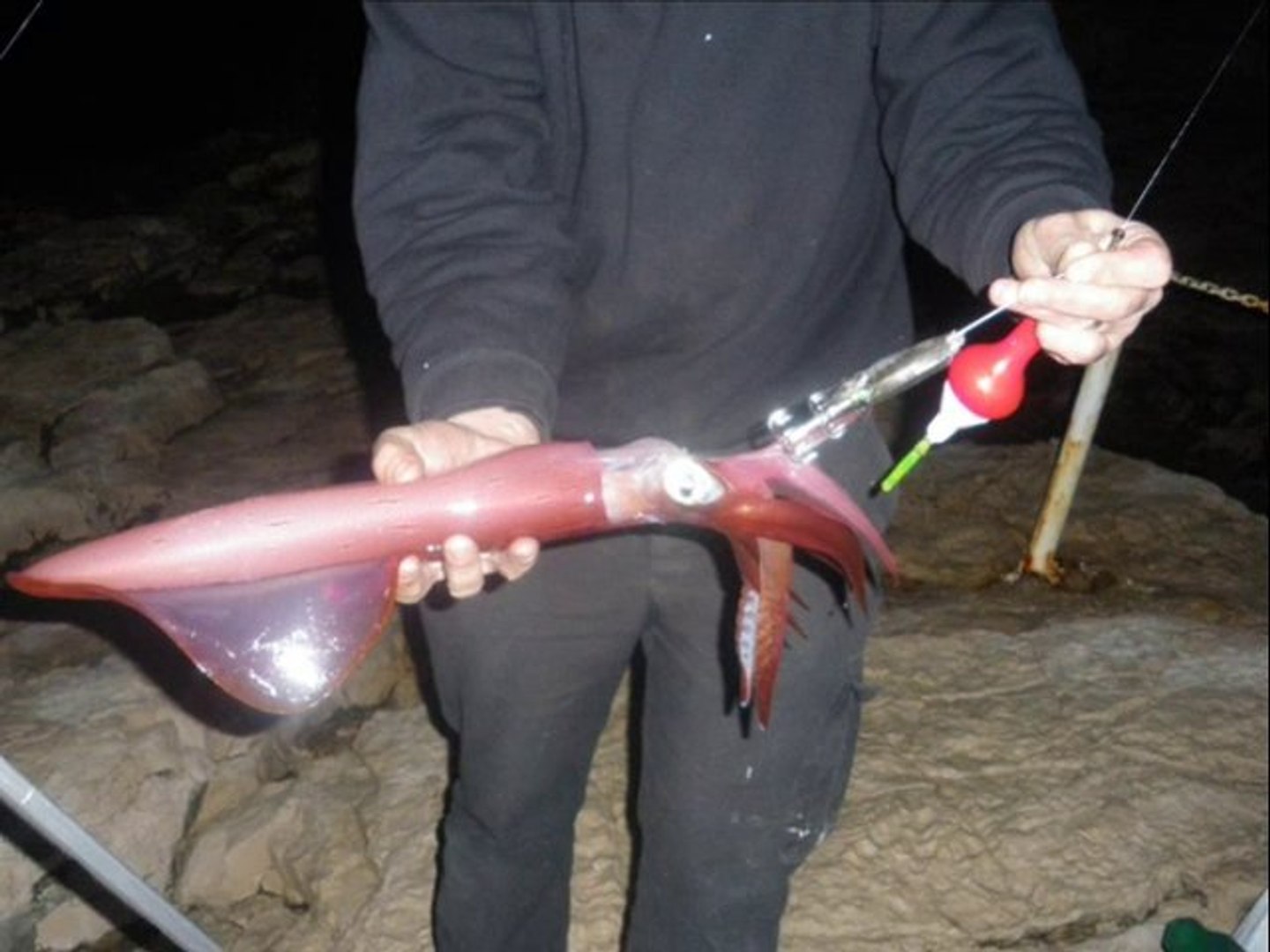 pêche au calamar vite fait , bien fait - Vidéo Dailymotion