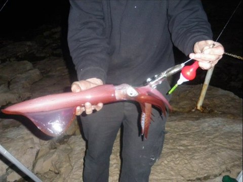 pêche au calamars vite fait , bien fait