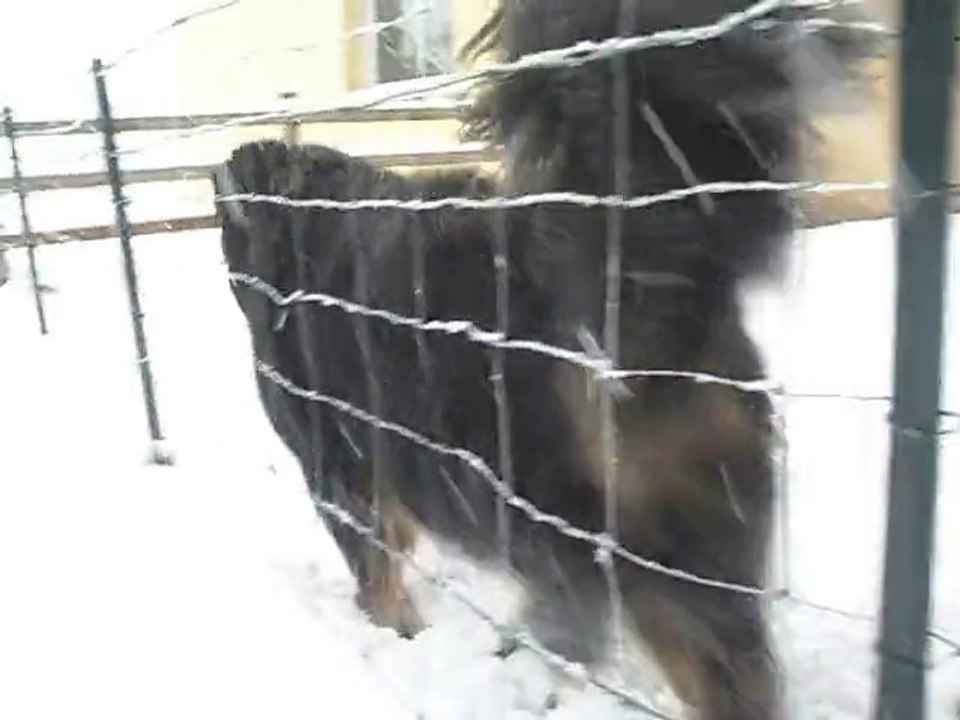 Eclypse s'amuse dans la neige! :')♥