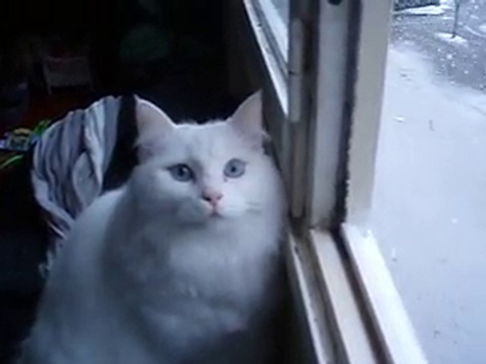 [01/12/2010] Il neige à Brest Youpi !