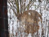 Luchs im Schnee  im Wildgehege Hellenthal