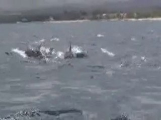 la nage avec les dauphins