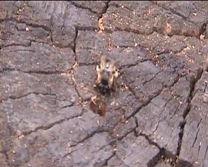 Solitary Bee needs identifying