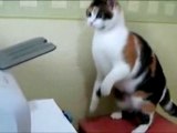 Cat trying to fix printer