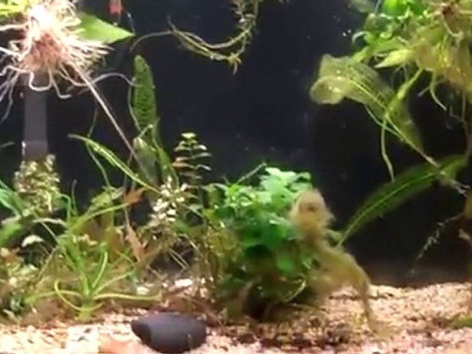 Rainbow fish breeding. New Baby Rainbow fish fry!