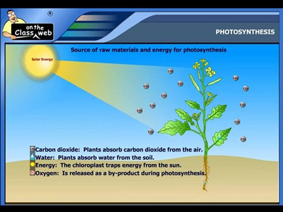 Photosynthesis