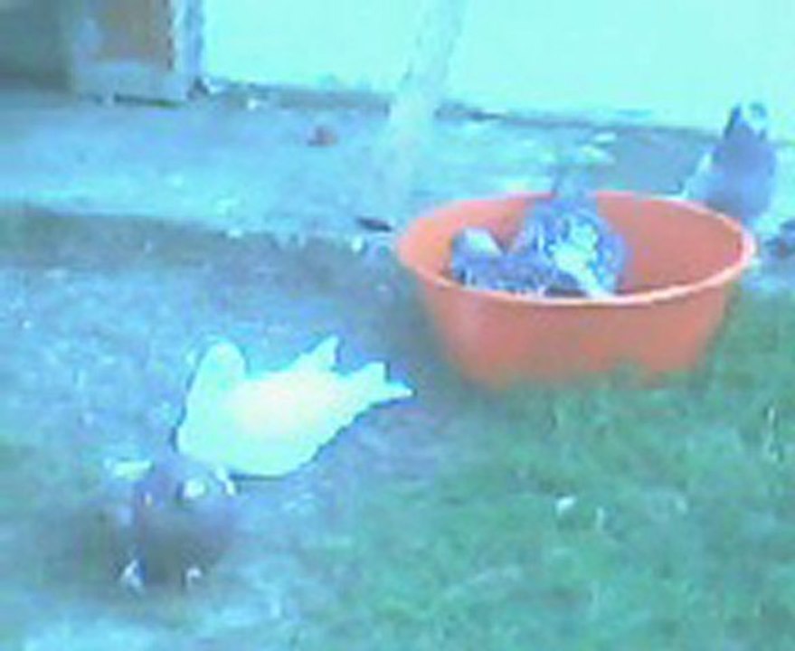 güvercinlerin banyo keyfi-trabzon