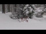 Tatry. Stary niedźwiedź (niezbyt) mocno śpi...