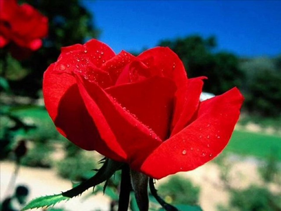 Seni Seviyorum Zeki Erdem