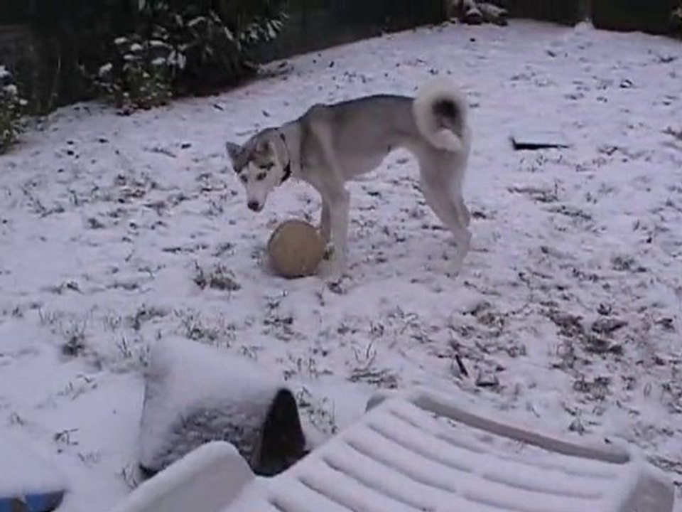 Douchka découvre la neige. Vidéo n°1