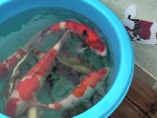 CLIP KOI NOVEMBRE 2010 SAINT MORAT & KOI BREIZH