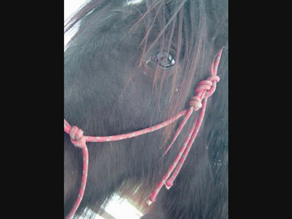 hiver 2010 - 2011