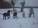 DOGUE ALLEMAND  Les Joyaux d'Allythélia04 12 2010 Balade des bébés dans la neige (3)