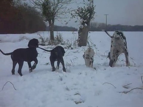 DOGUE ALLEMAND Les Joyaux d'Allythélia04 12 2010 Balade des bébés dans la neige (3)