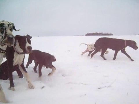 Dogue Allemand Les joyaux d'Allythélia les bébés en balade