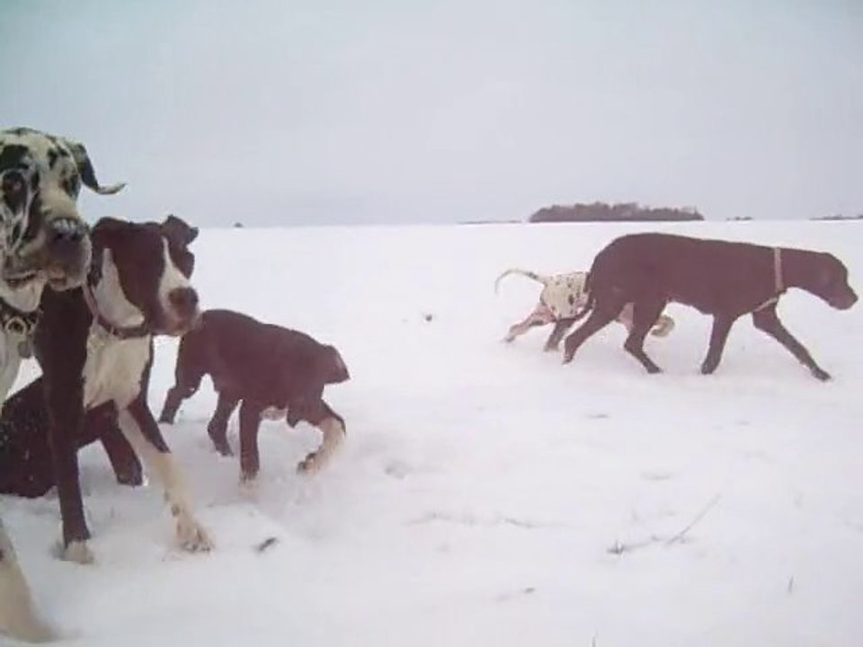 Dogue Allemand Les joyaux d'Allythélia les bébés en balade