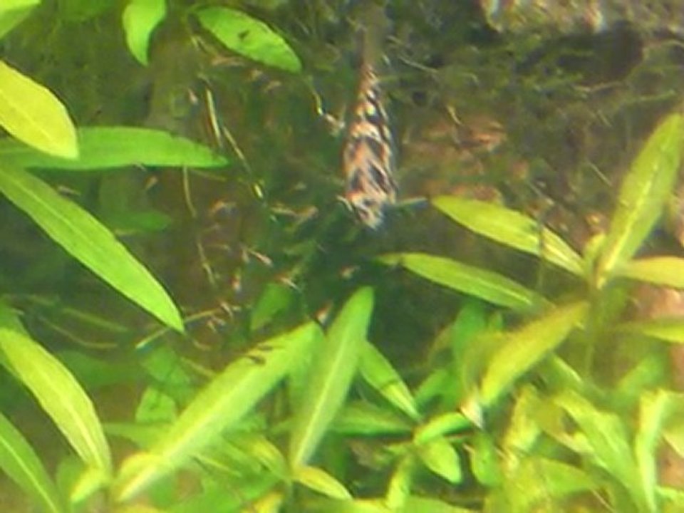 reproduction nannacara aureocephalus