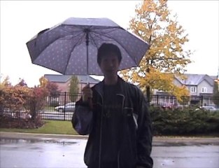 No More Bad Weather Walks With Dog Litter Box Training