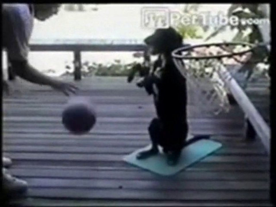 Le chien qui dribble (Il est fort)