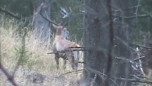 WILDLIFE IN THE CARPATHIAN MOUNTAINS Trailer
