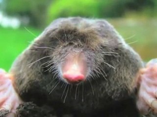 Skadedyrsbekæmpelse Roskilde Roskilde Skadedyrsservice