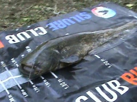 Silure Club Rhodanien : Camargue en novembre 2010