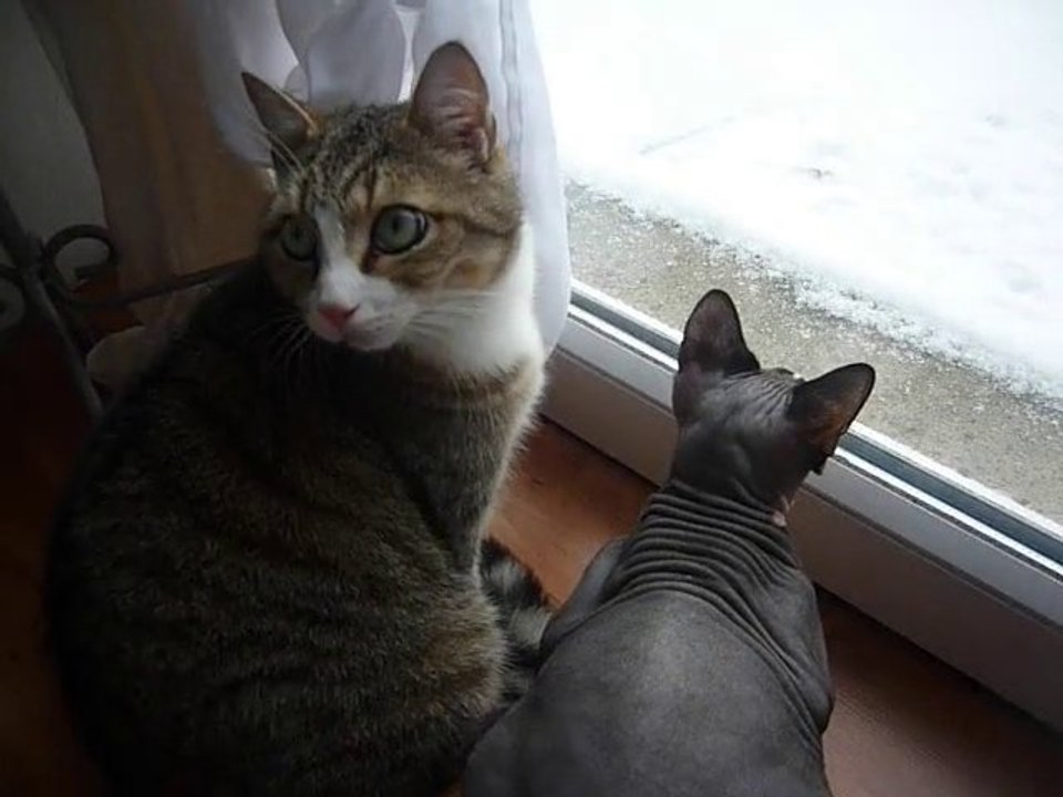 Chats impressionnés par la neige