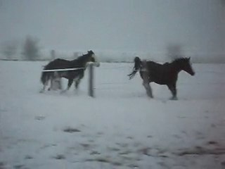 Criollo et Pur sang  Arabe dans la neige LESPONEYSDESOPHIE77